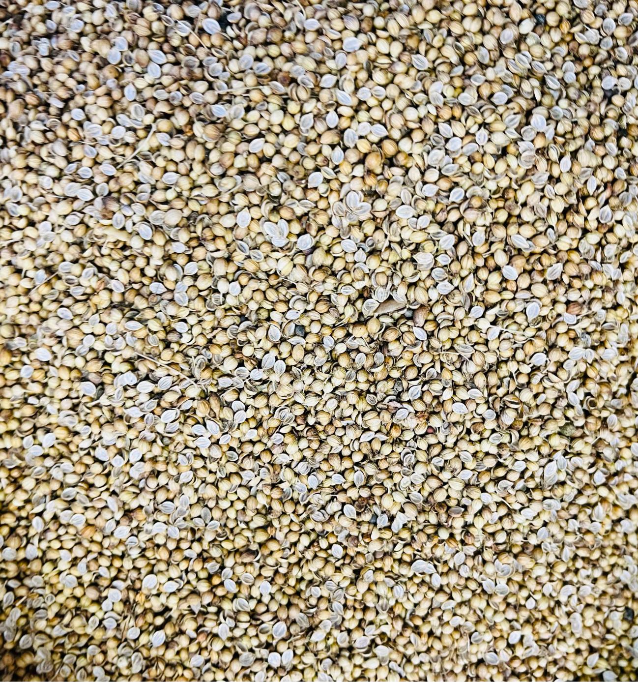 WhatsApp Image 2026-06-08 at 2.11.26 PM 100gm - Dhonia Seeds - | Fresh Coriander Whole Spice | Pure Bengali Masala - Image 1